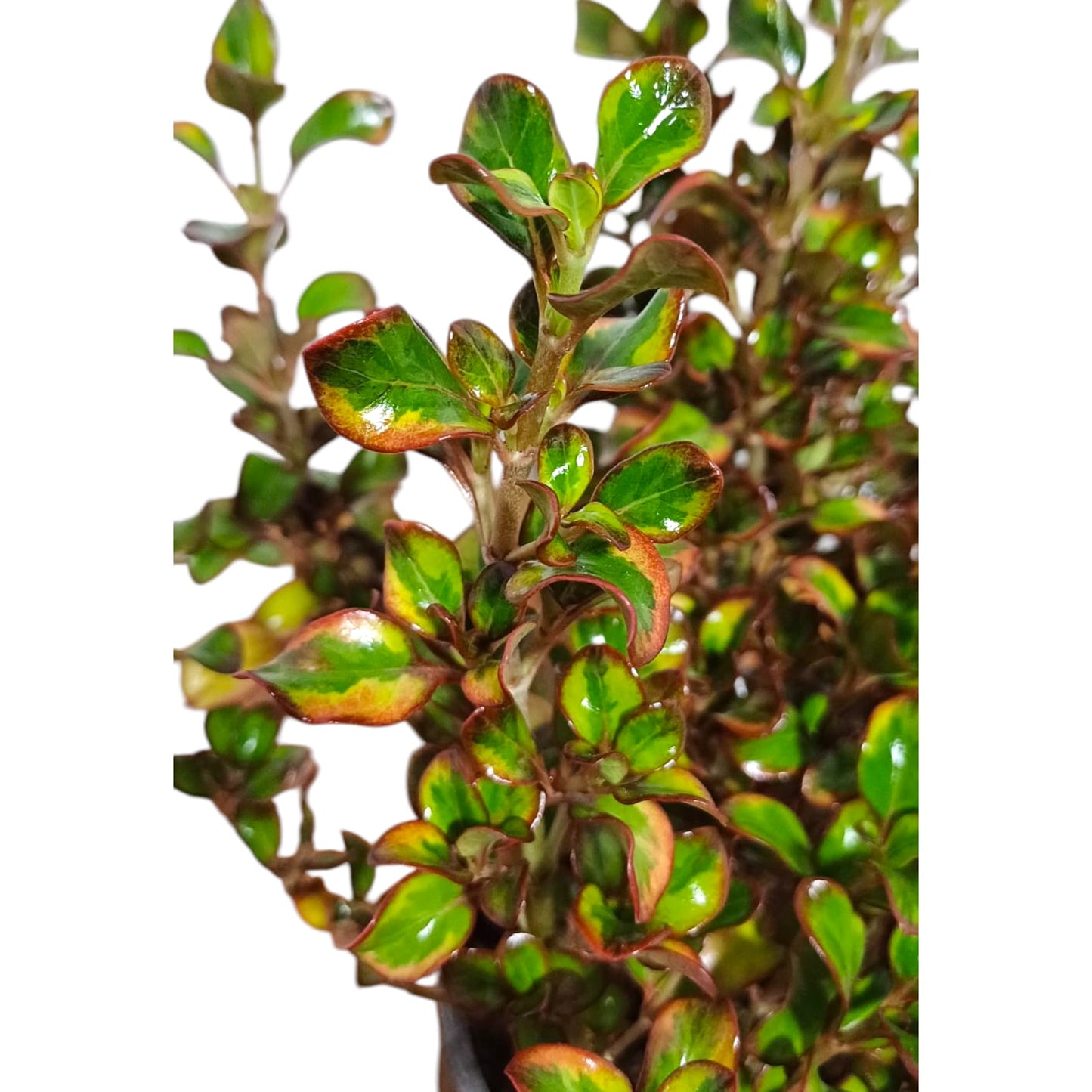 Coprosma Repens