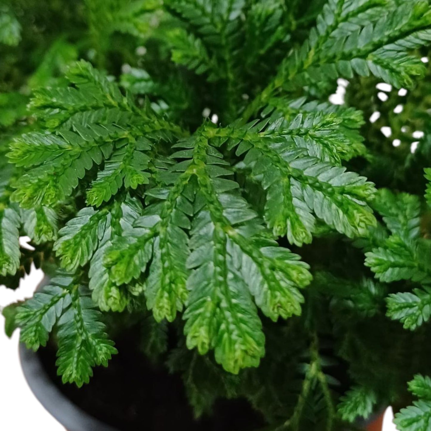 Helecho Selaginella Martensi
