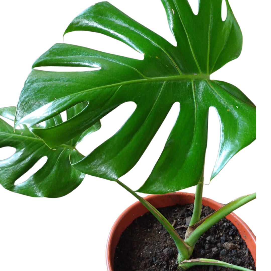 Mostera Deliciosa tamaño "M"