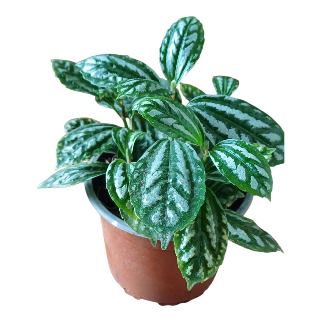 Pilea Cadierei
