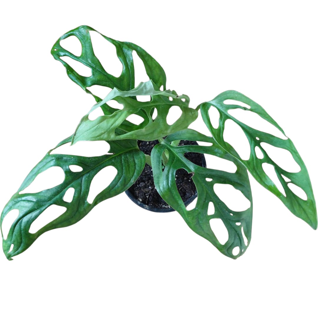 Mostera Adansonii