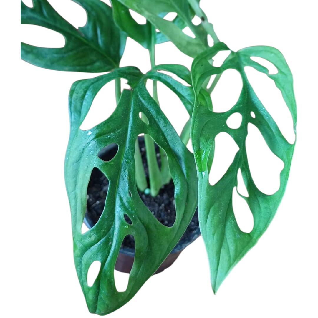 Mostera Adansonii