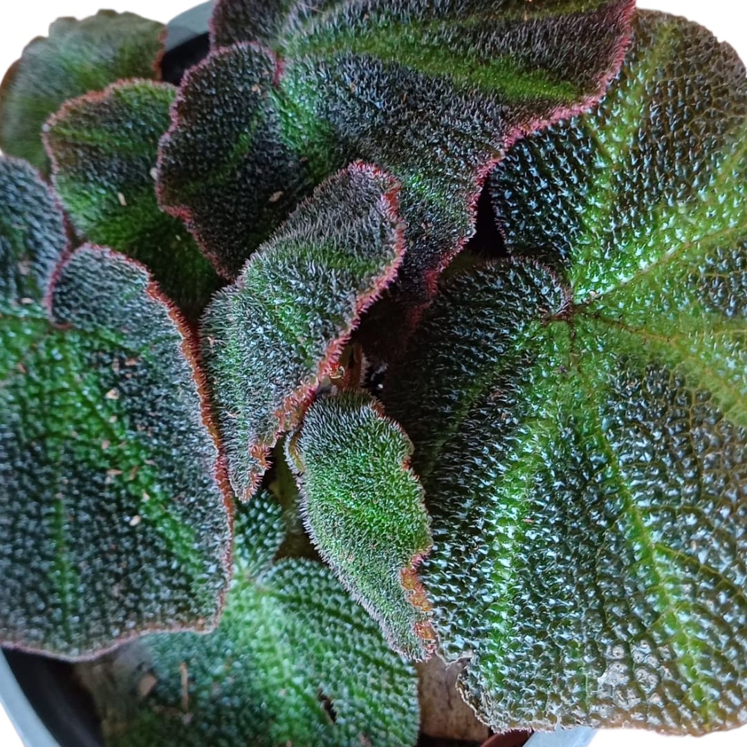 Begonia Solimutata