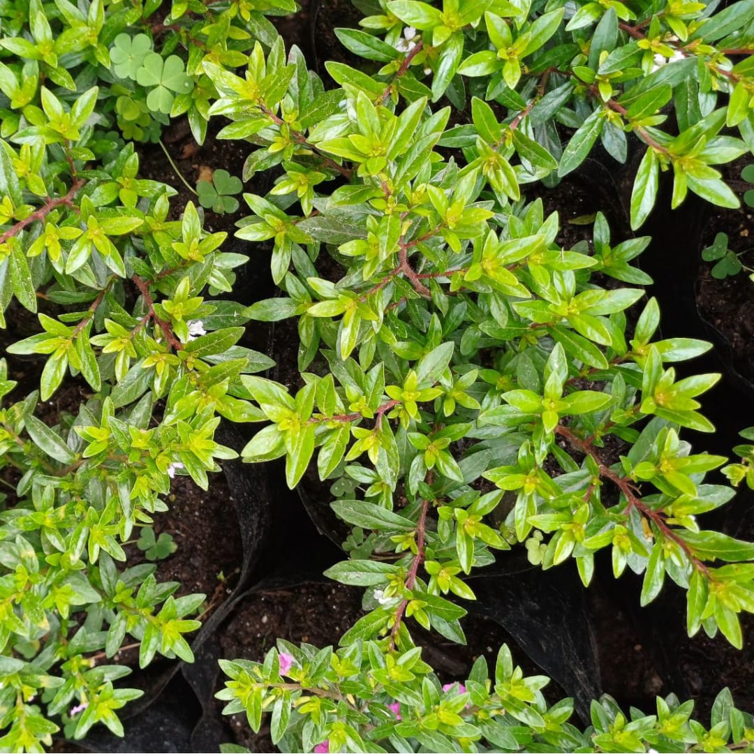 Cuphea Veronica Enana