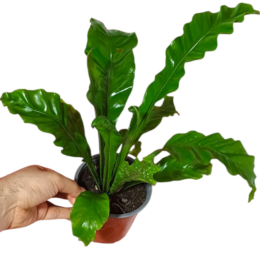 Asplenium Nidus tamaño "S"