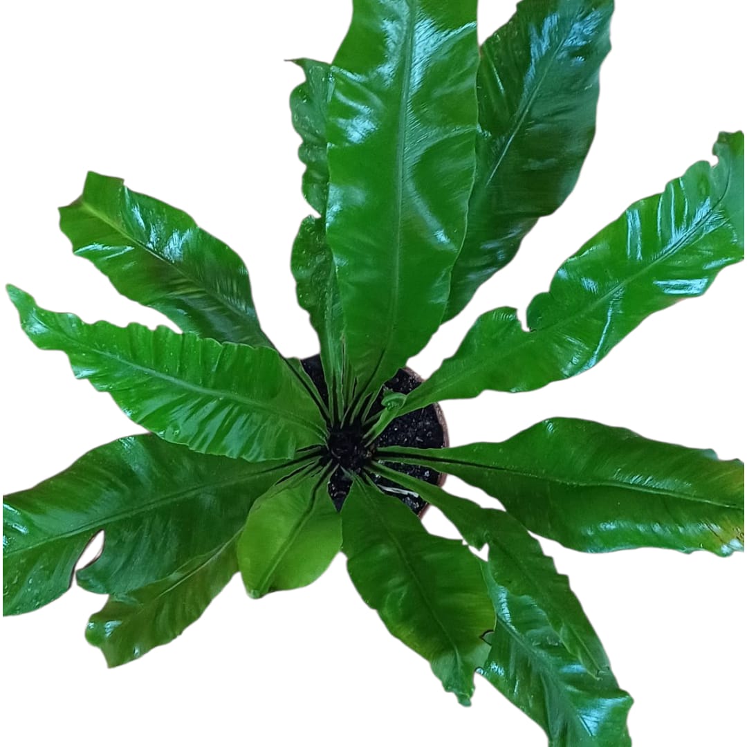 Asplenium Nidus tamaño "XL"