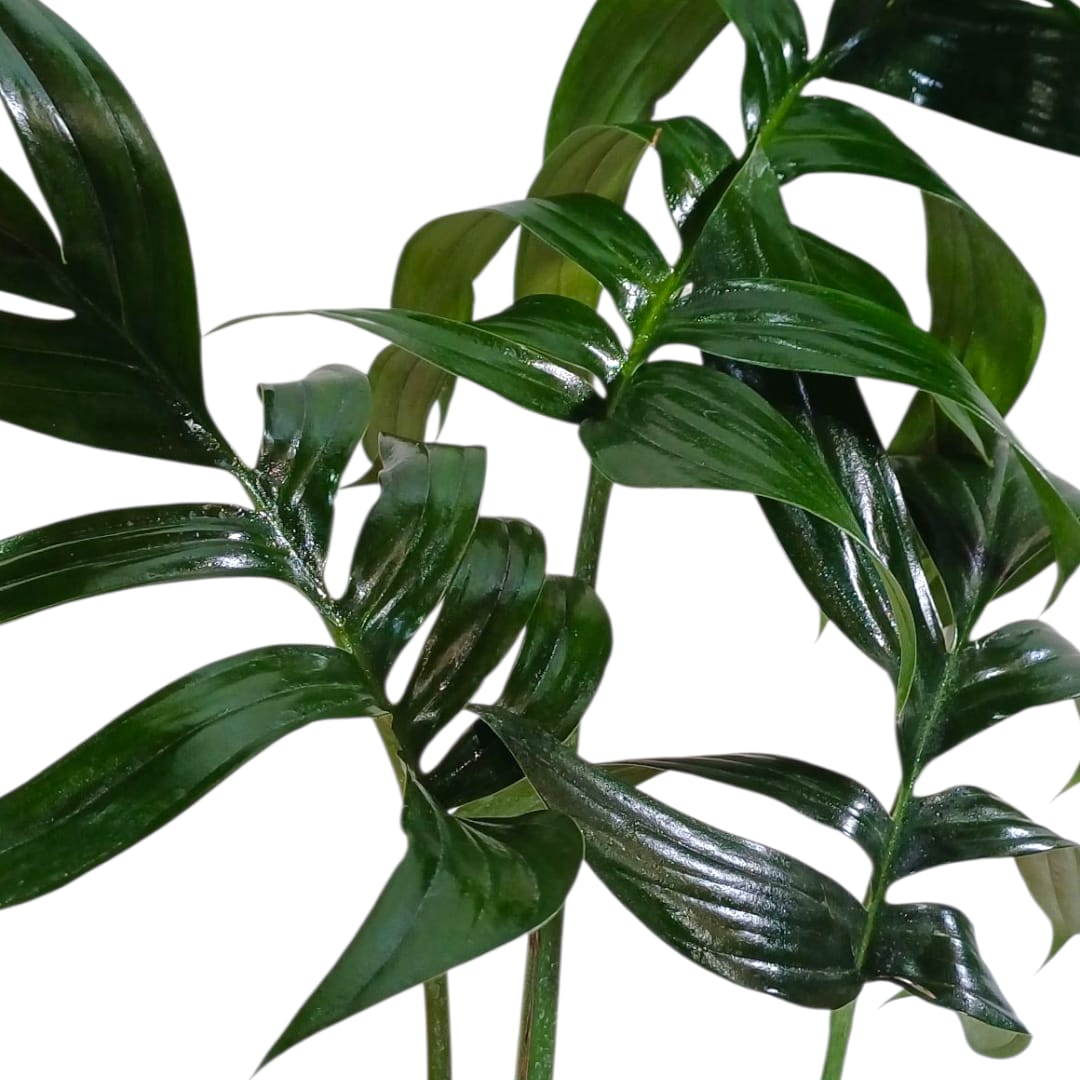 Raphidophora Decursiva