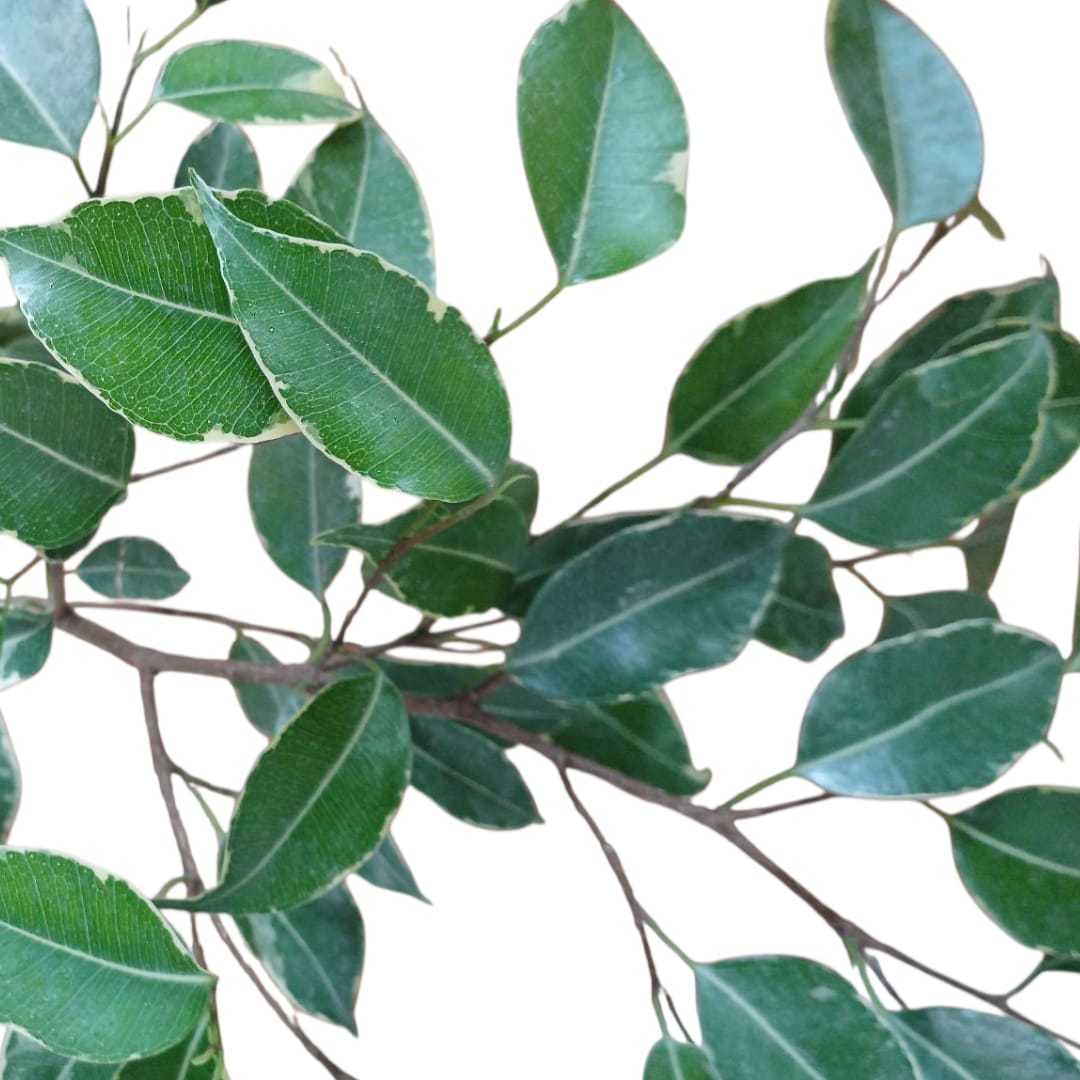 Ficus Español