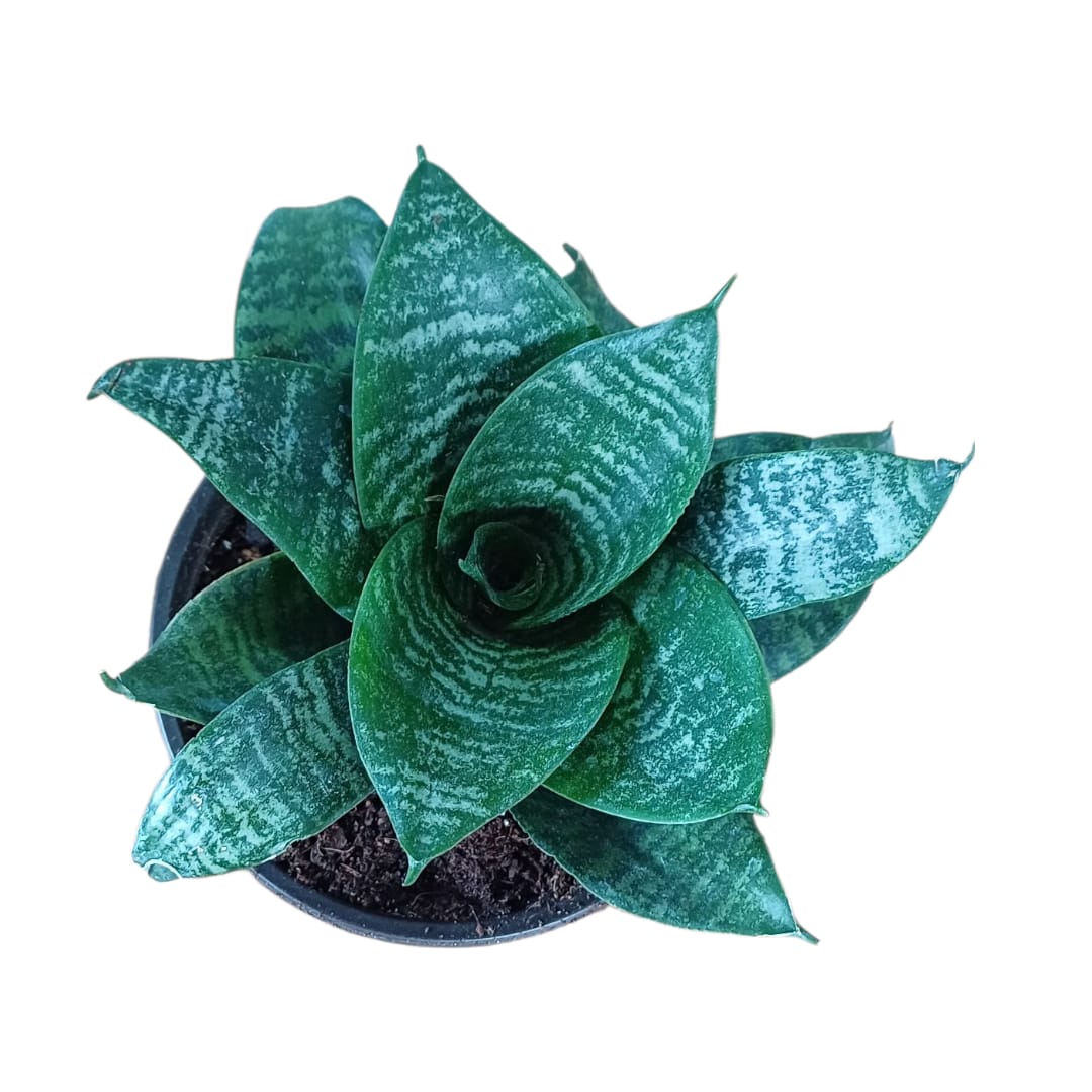 Sanseviera Tigresa Zeylanica Enana