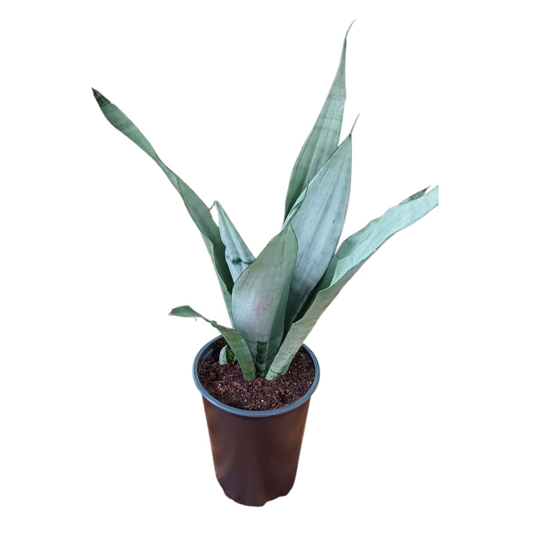 Pack El jardín de la suegra