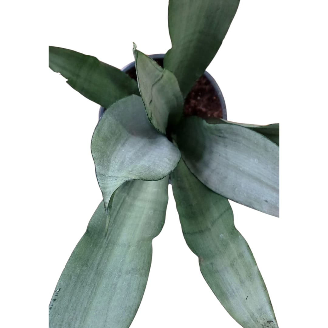 Sanseviera Moonshine  "XL"