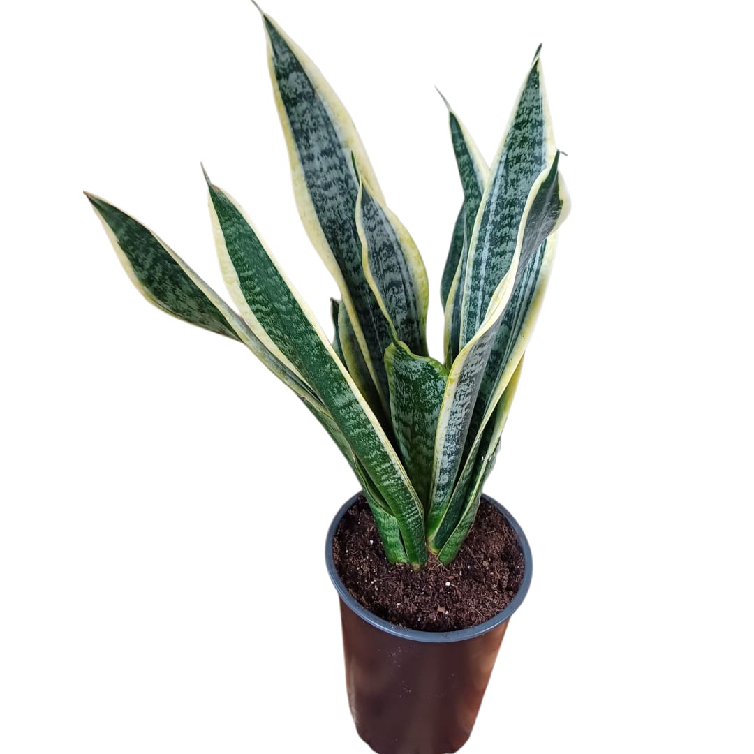 Pack El jardín de la suegra