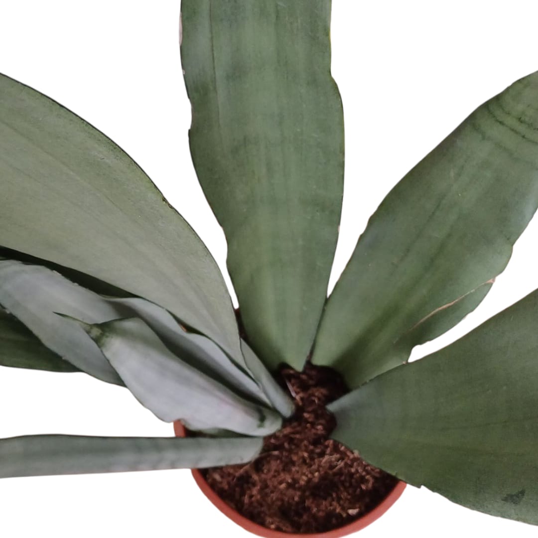 Sanseviera Moonshine "XXL"