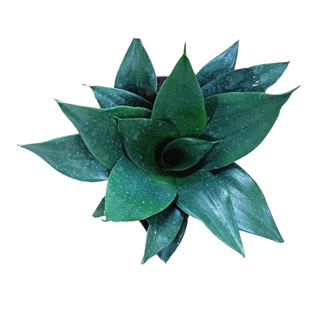 Sanseviera Jade Enana
