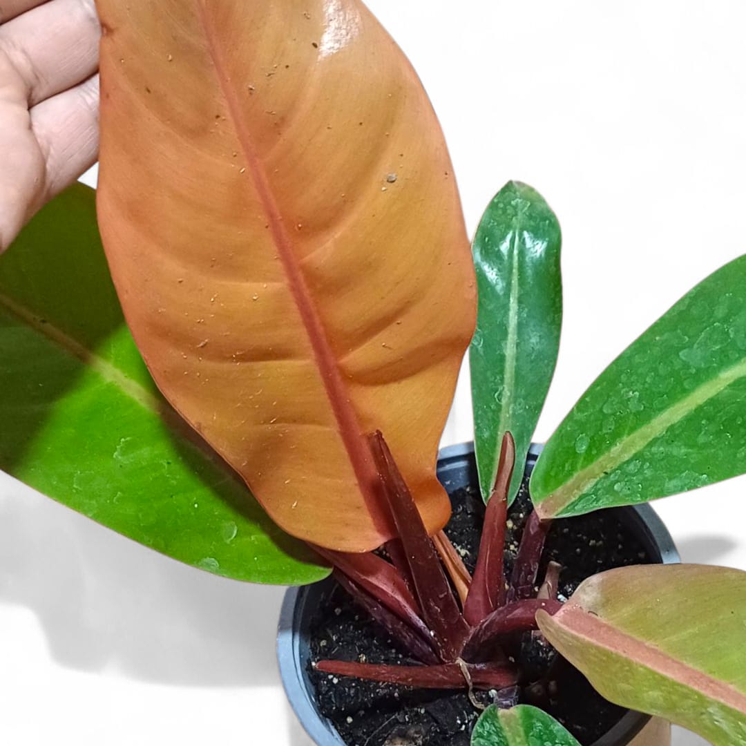 Philodendro Orange Grande