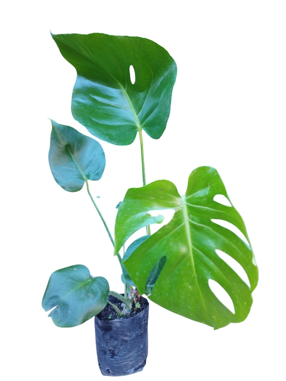 Mostera Deliciosa tamaño "M" bolsas 25x25 cm