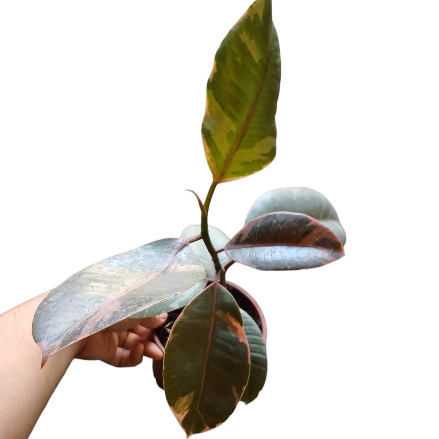 Ficus Rubi Gomero
