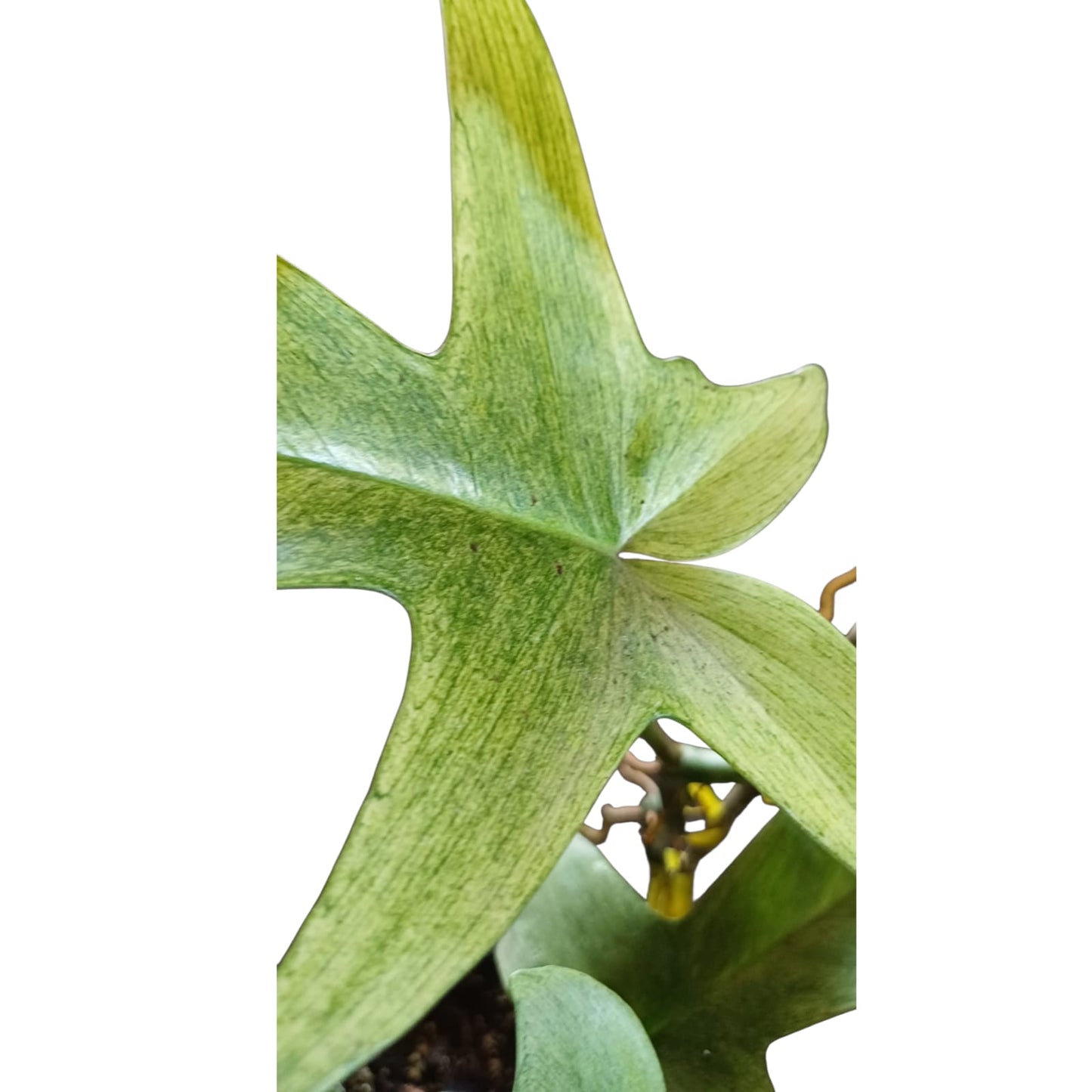 Philodendro Pedatum Florida Ghost