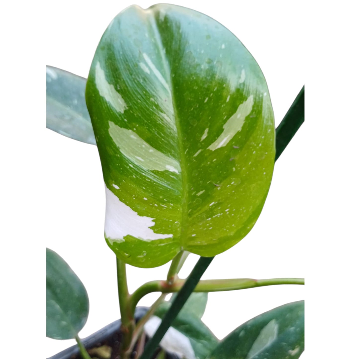 Philodendro White Princess