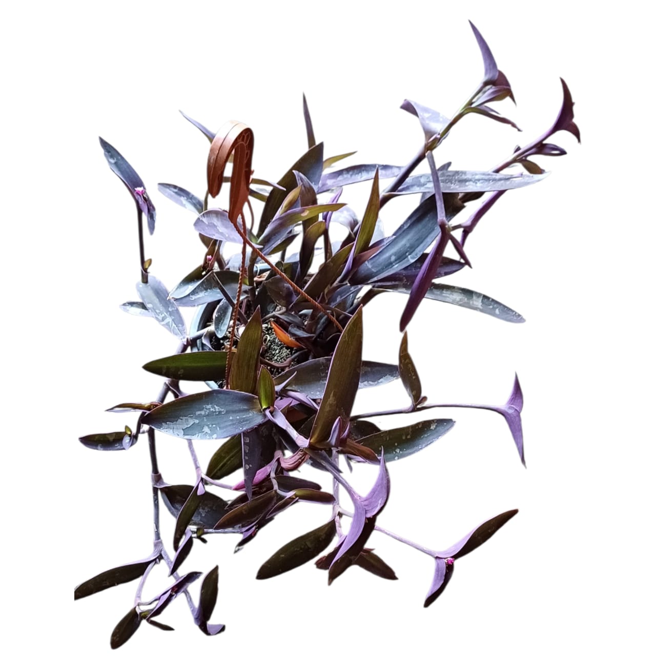 Tradescantia Purpura