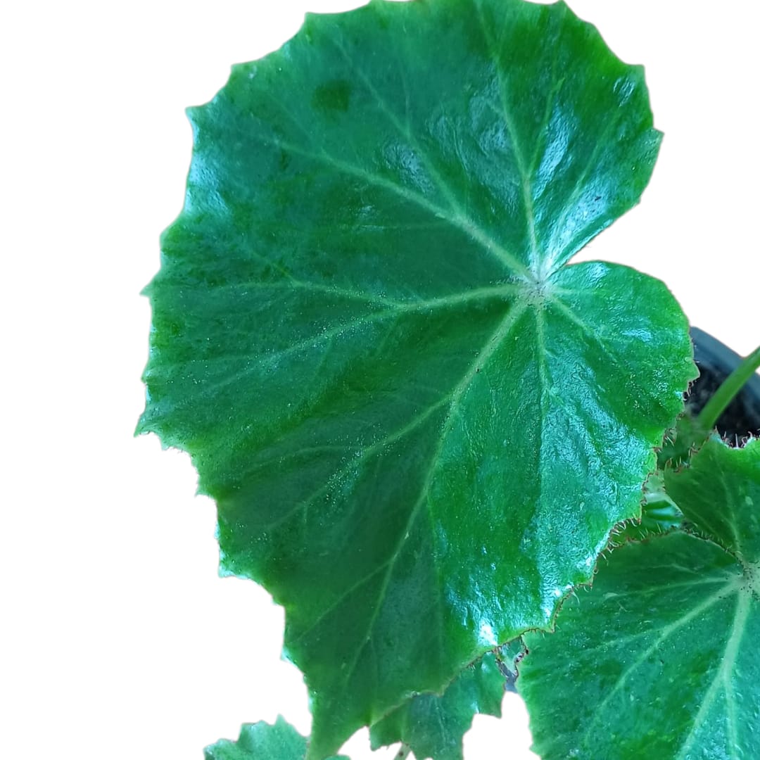 Begonia Lilypad