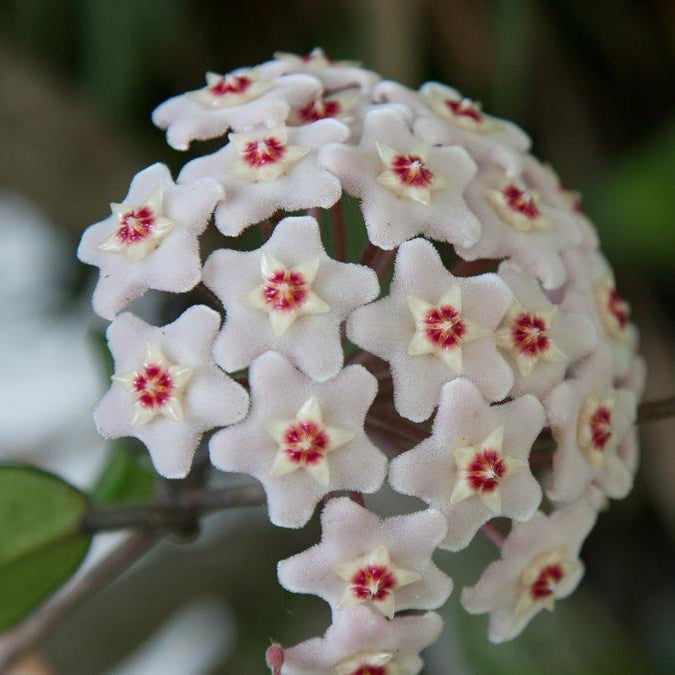 Clepia flor de cera SUPER OFERTA !