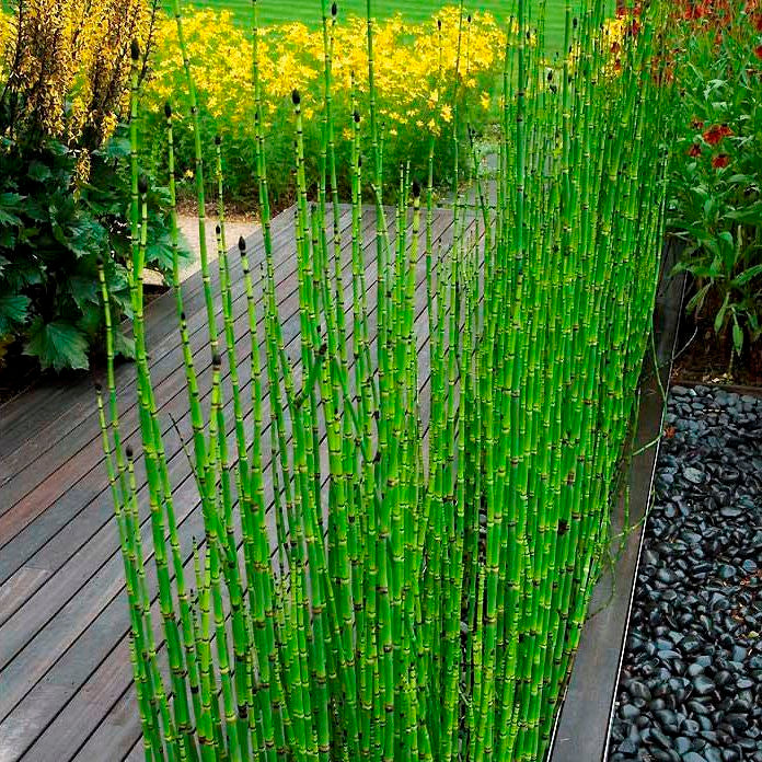 Equisetum o cola de caballo OFERTA!