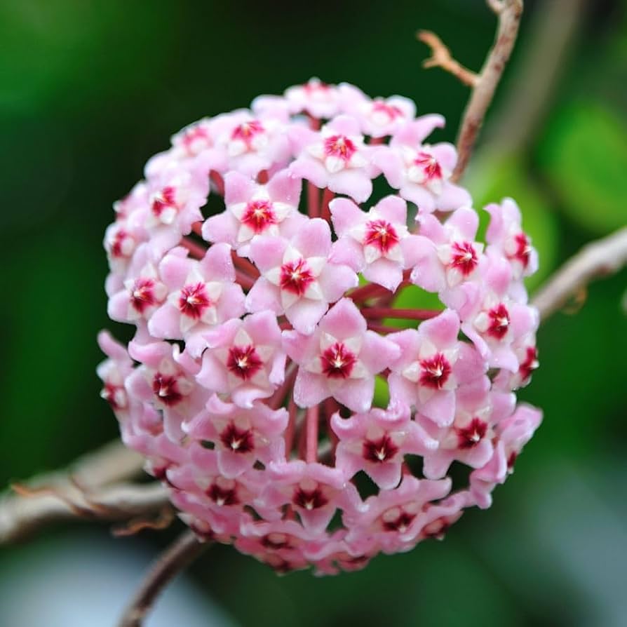 Hoya krimson princess EXCLUSIVA OFERTA!