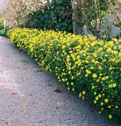 Paquerette Californiano