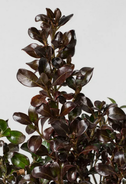 Coprosma Chocolate Soldier