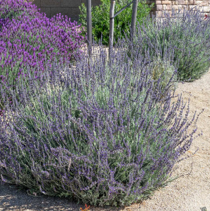 Lavanda Goodwin