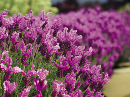 Lavanda Rose Deep Bandera