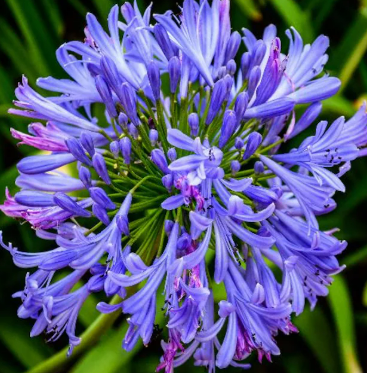 Agapanto Azul