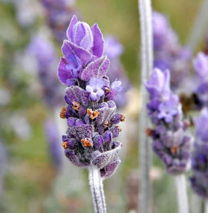 Lavanda Francesa