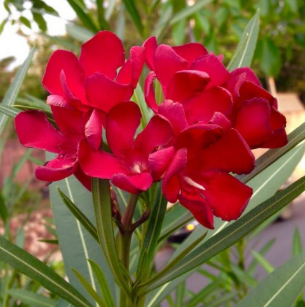 Laurel de Flor