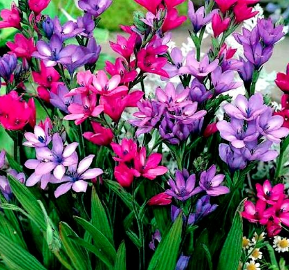 Bulbos Babianas mix colores