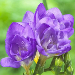 Bulbos Fresias dobles