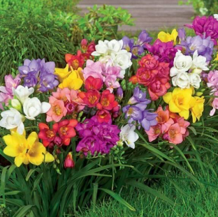 Bulbos Fresias dobles