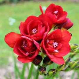 Bulbos Fresias dobles