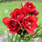 Bulbos Fresias dobles