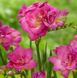 Bulbos Fresias dobles