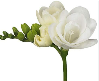 Bulbos Fresias dobles