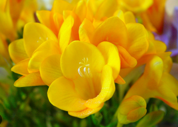 Bulbos Fresias dobles