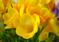 Bulbos Fresias dobles