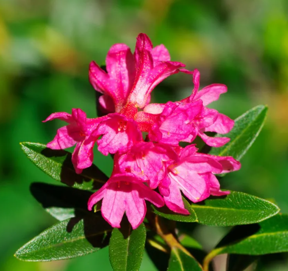 Laurel de Flor Rosada