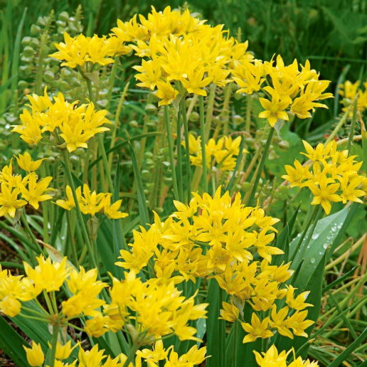 Bulbo Allium Moly