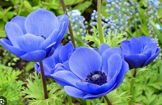 Bulbo Anemona Azul