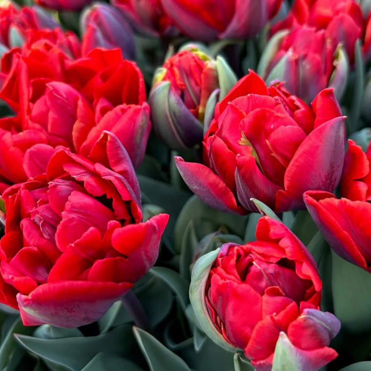 Bulbo Tulipán Red Princess Exclusivo OFERTA CYBER!