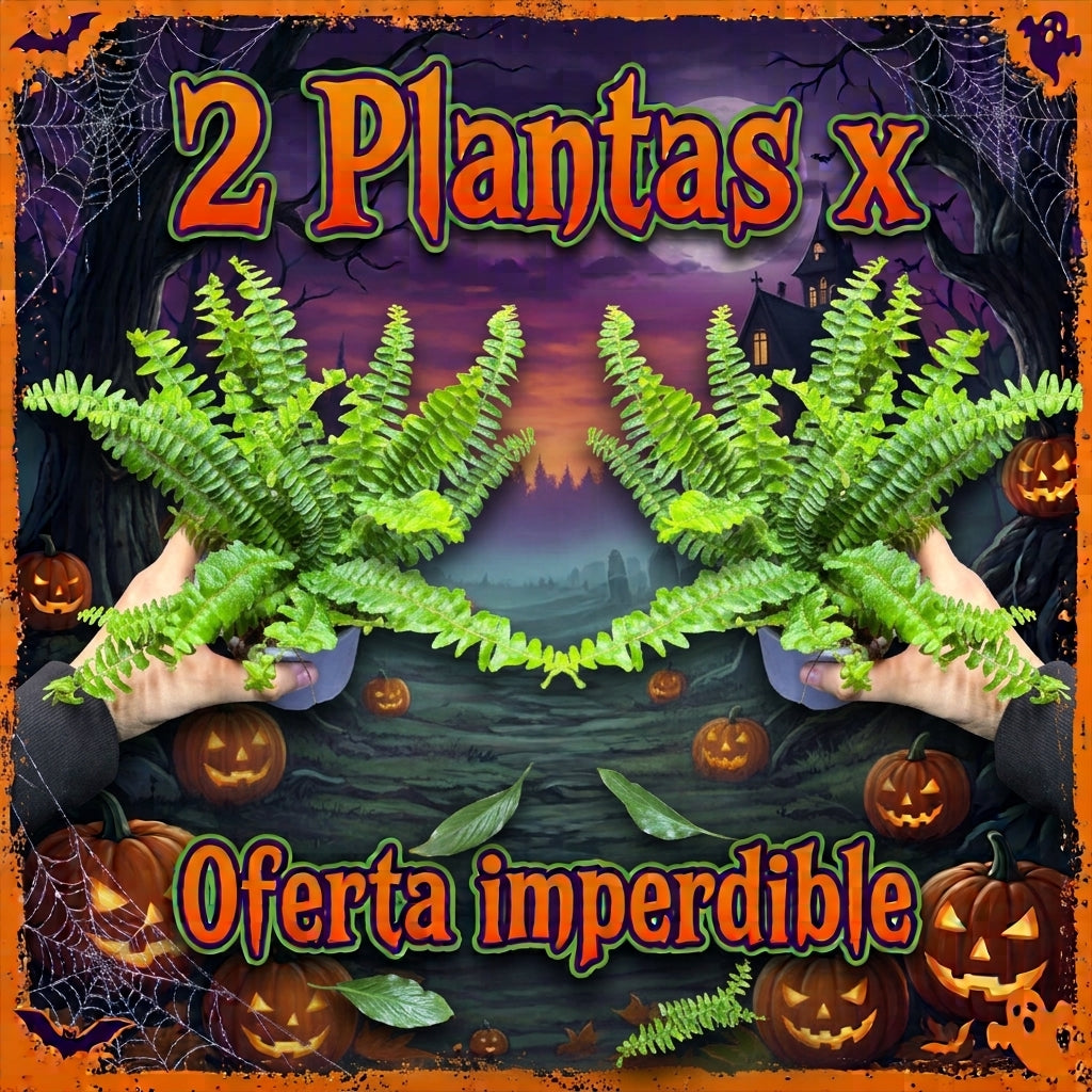 OFERTA HELECHO 2X