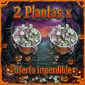OFERTA CEROPEGIA 2 X